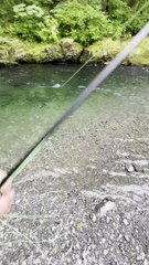 Bald Eagle Takes Fisherman's Fish While Reeling In
