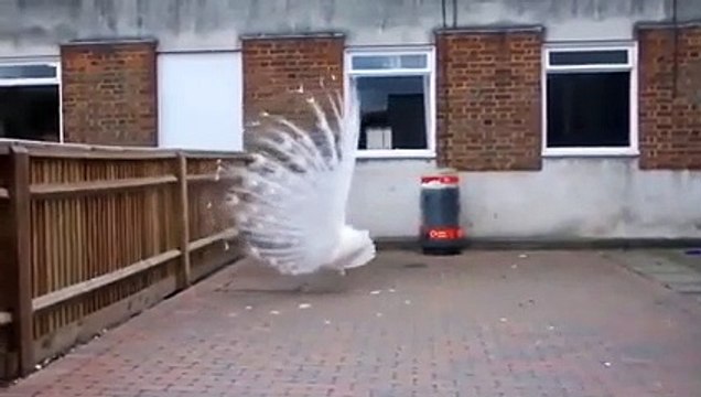 Tavus kuşunun muhteşem gösterisi