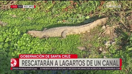 Planifican el traslado de un numeroso grupo de caimanes que habita en una laguna cruceña