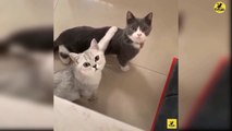 Cats | Funny & Cute Cats | Cats PRO | Cats Video compilation 08