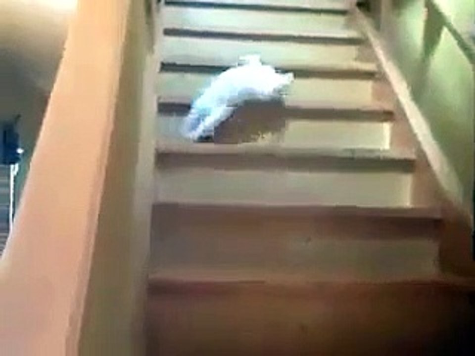 Tembel kedi