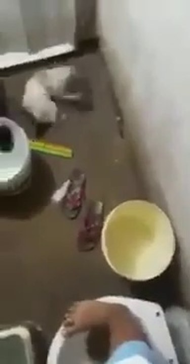 Gato vs Rata en el Baño XD