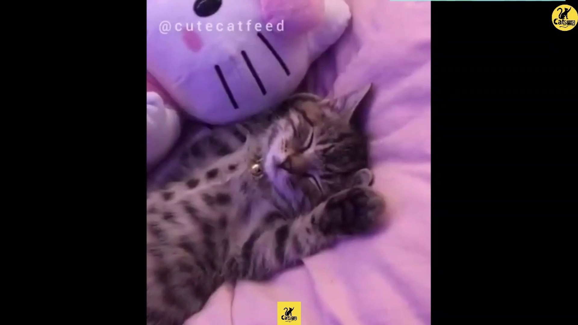 Cats | Funny & Cute Cats | Cats PRO | Cats Video compilation 11