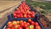 Kurban Bayramı öncesi domates üreticisi talebe yetişemiyor