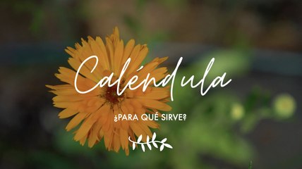 Caléndula ¿para qué sirve - Propiedades medicinales