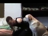 Engelli sahibine yardımcı olan köpek