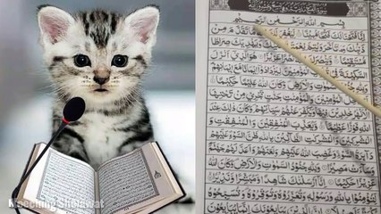 Kucing Mengaji Merdu Irama Muhammad Toha Al Junayd - SuratMeenPle Al Fath