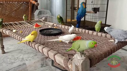 02.Funny and Cute Parrots Meeting on Charpai