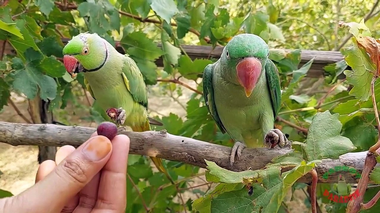 04.Parrot Talking and Eating Falsa Fruit