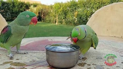 06.Talking Ringneck Parrot Loves Water
