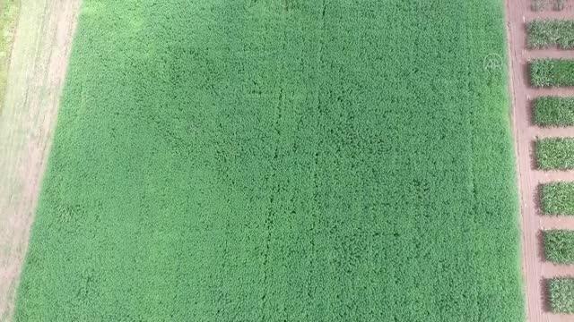 Tescilli Narlı ve Vezir kenevir tohum çeşitlerinin ekiminde başarı sağlandı