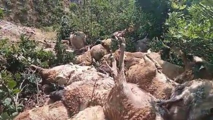 Tunceli’de 80 koyun telef oldu