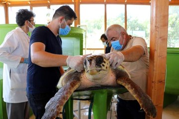 Yaralı ve hasta deniz kaplumbağaları tam teşekküllü hastanede tedavi ediliyor