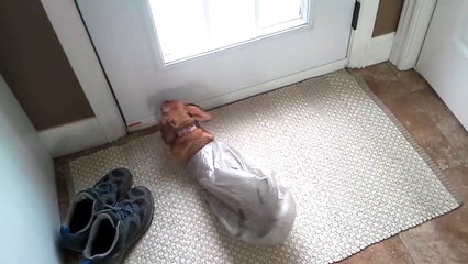 Dog Gets Stuck in Bag While Stealing Garbage