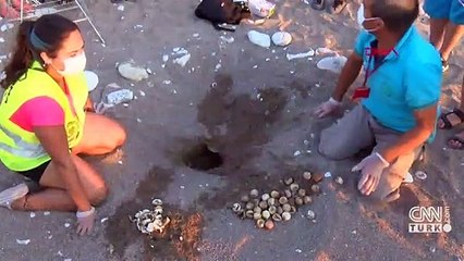 Caretta carettalar denizle buluşmaya başladı