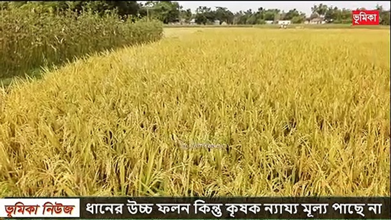 ধানের উচ্চ ফলন কিন্তু কৃষক ন্যায্য মূল্য পাছে না দেশ জু_ড়ে তোলপাড়  _ Vumika agro _  ভূমিকা এগ্রো
