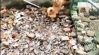Chicken VS Dog Fight    Funny Dog Fight Videos