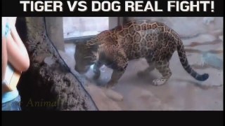 Lion Vs Dog Fight