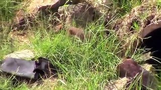 Stoat vs Rabbit Real Fight