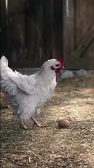 دب يتسلق الشجرة. فيديو رائع جدا-   A bear climbing a tree. Very cool video