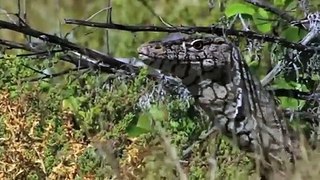 Leopard vs Monitor Lizard Real Fight