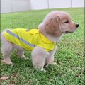 Golden Retriever Puppy Compilation... FUNNY AND CUTE DOG VIDEOS