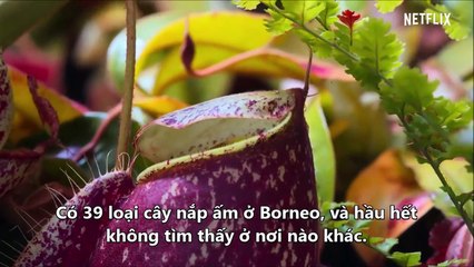 Our Planet Vietsub - Jungle - Rừng Rậm