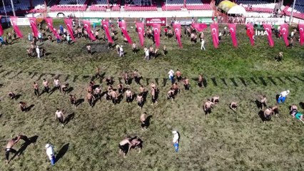 Kırkpınar’da yarı finale yükselen başpehlivanlar belli oldu