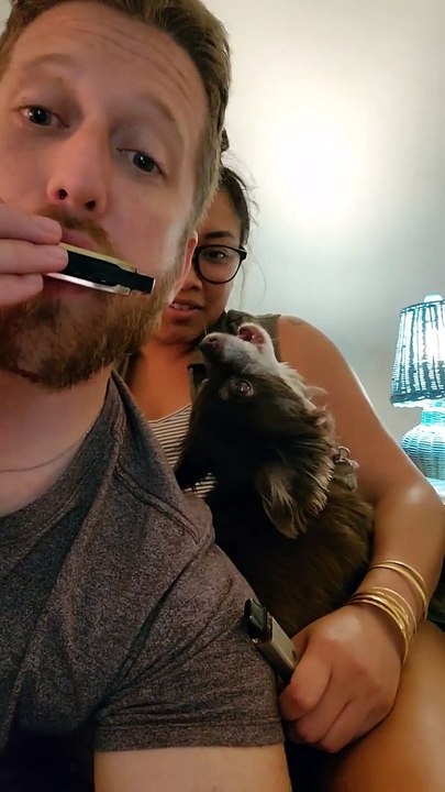 Doggo Joins In With Harmonica Duet