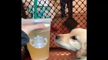 Funniest & Cutest Golden Retriever Puppies #22 - Funny Puppy Videos 2019