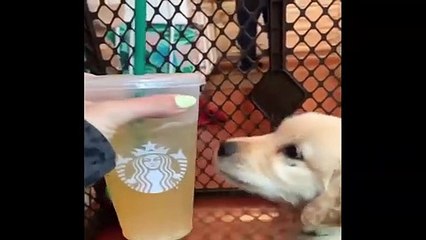 Funniest & Cutest Golden Retriever Puppies #22 - Funny Puppy Videos 2019