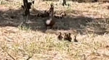 Carasco (GE) - Salvati anatroccoli finiti in una caditoia (11.07.21)