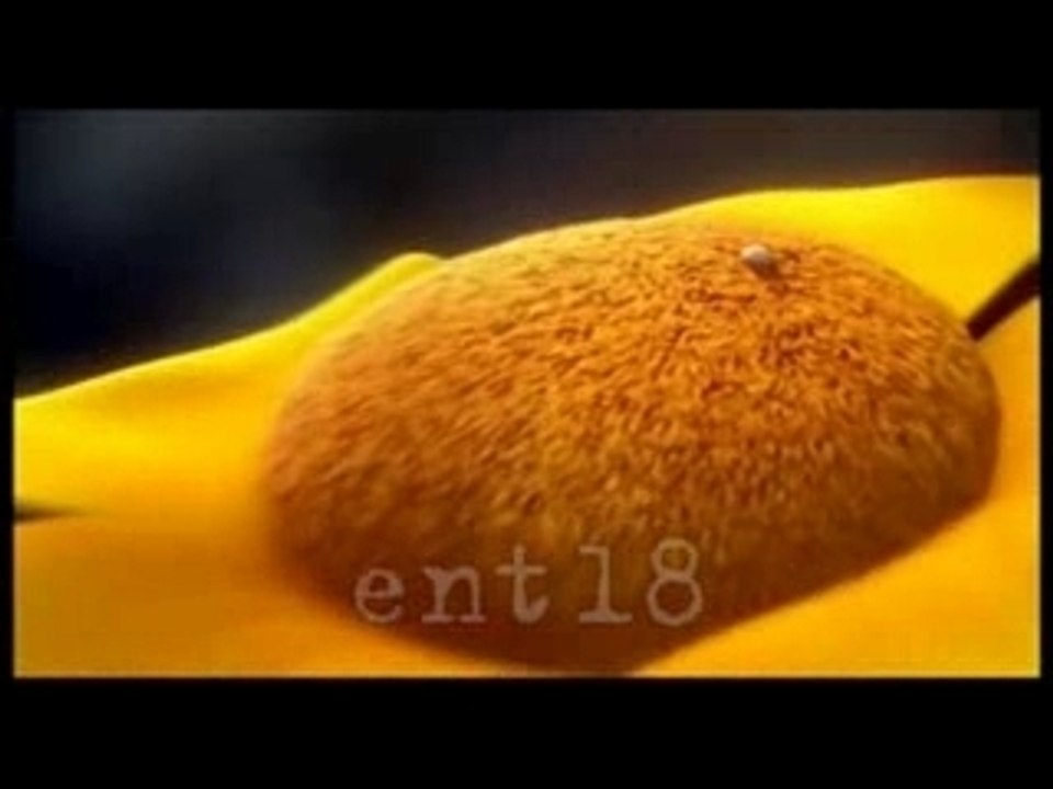 Horton Trailer1 Español