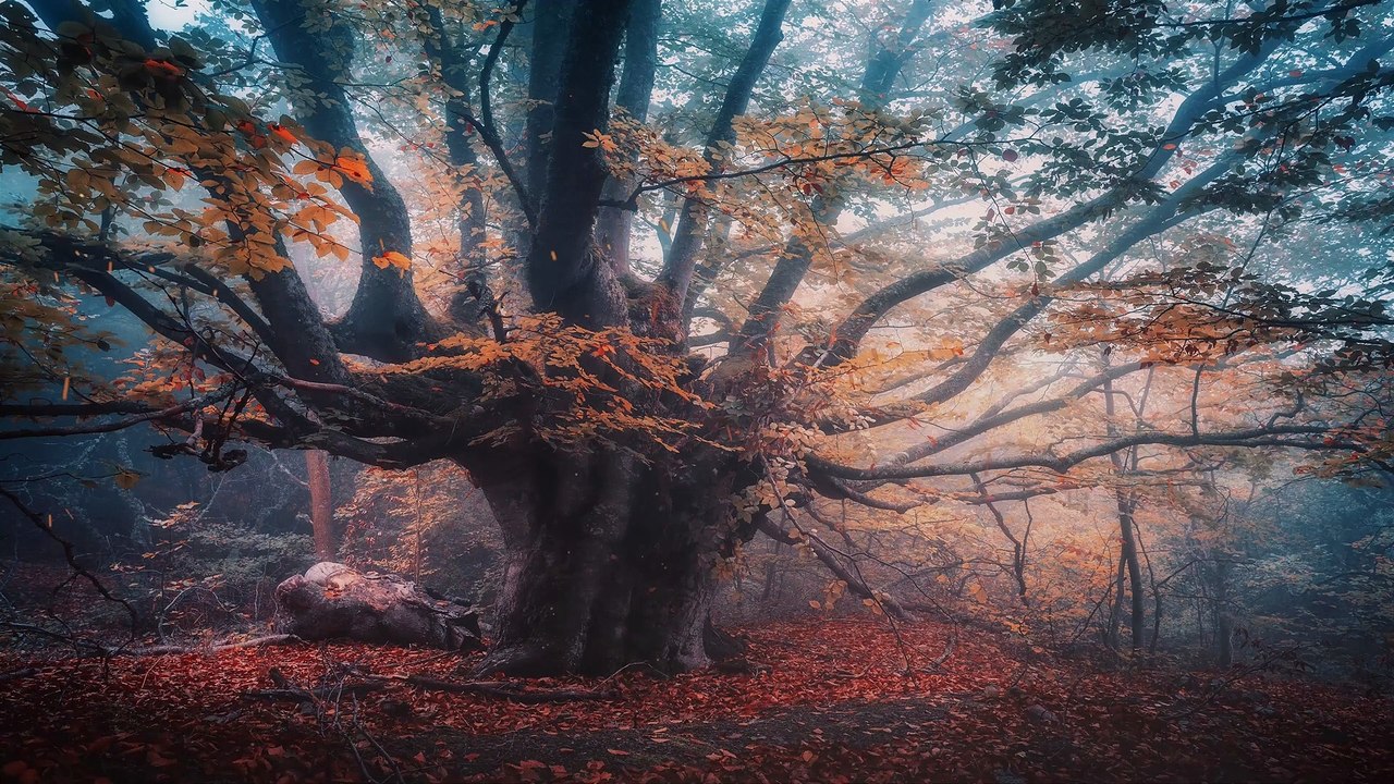 Trust • Relaxation Birds Songs For Stress Relief, Feel At Home In The Woods • Official Soundtrack by Hume (1 Hour Music Edition)