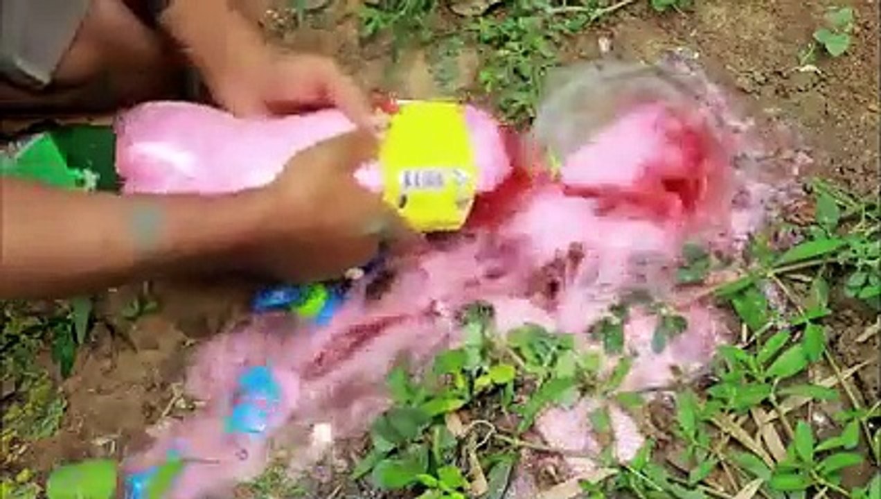 メントスコーラ 魚 カンボジア   Mentos Cola Fish Cambodia