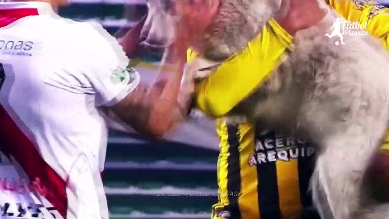 Les animaux stars de foot