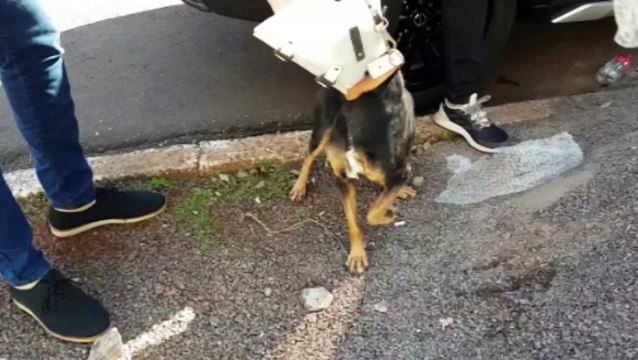 Com medo após denunciar vizinho que agrediu cachorro, mulher passa mal na delegacia e recebe atendimento do Samu
