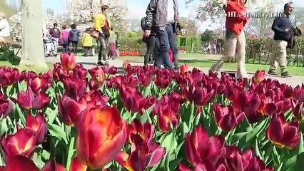 Amazing and Beautiful tulips in Keukenhof @ Amazing Azad@24th BCSEdu