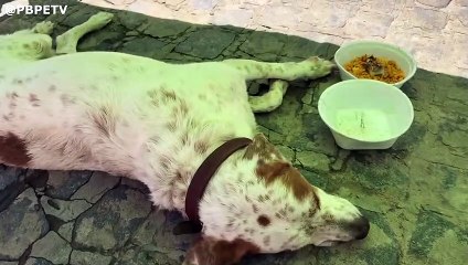 CACHORRO  MACHUCADO  NO CENTRO DE PEDRAS DE FOGO 
