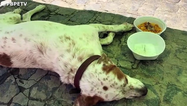 CACHORRO MACHUCADO NO CENTRO DE PEDRAS DE FOGO