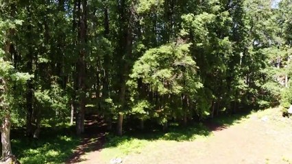 غابة العزر في عكار شمال لبنان