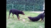 INTENSE DOG FIGHT....Doberman vs Rottweiler