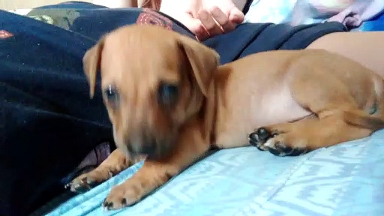 Meet copi!!
