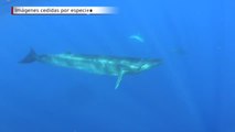 Raro avistamiento de ballenas en las Islas Canarias