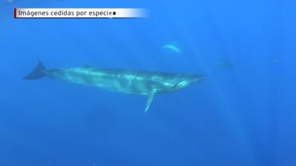 Download Video: Raro avistamiento de ballenas en las Islas Canarias