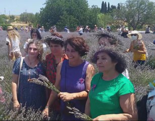 Seferihisar'da lavanta hasadı ve festivali yapıldı