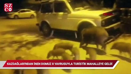 Kazdağları'ndan inen domuz, 8 yavrusuyla turistik mahalleye geldi