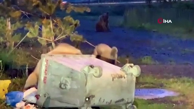 Boz aylar ilçe merkezine indi...TOKİ lojmanlarına gelen ayı cama vurarak yiyecek istedi