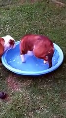 Banyo yapmak istiyor ama...