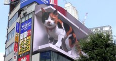 ¿Cuál es el truco? Un gato gigante en 3D sorprende a los transeúntes de Tokio